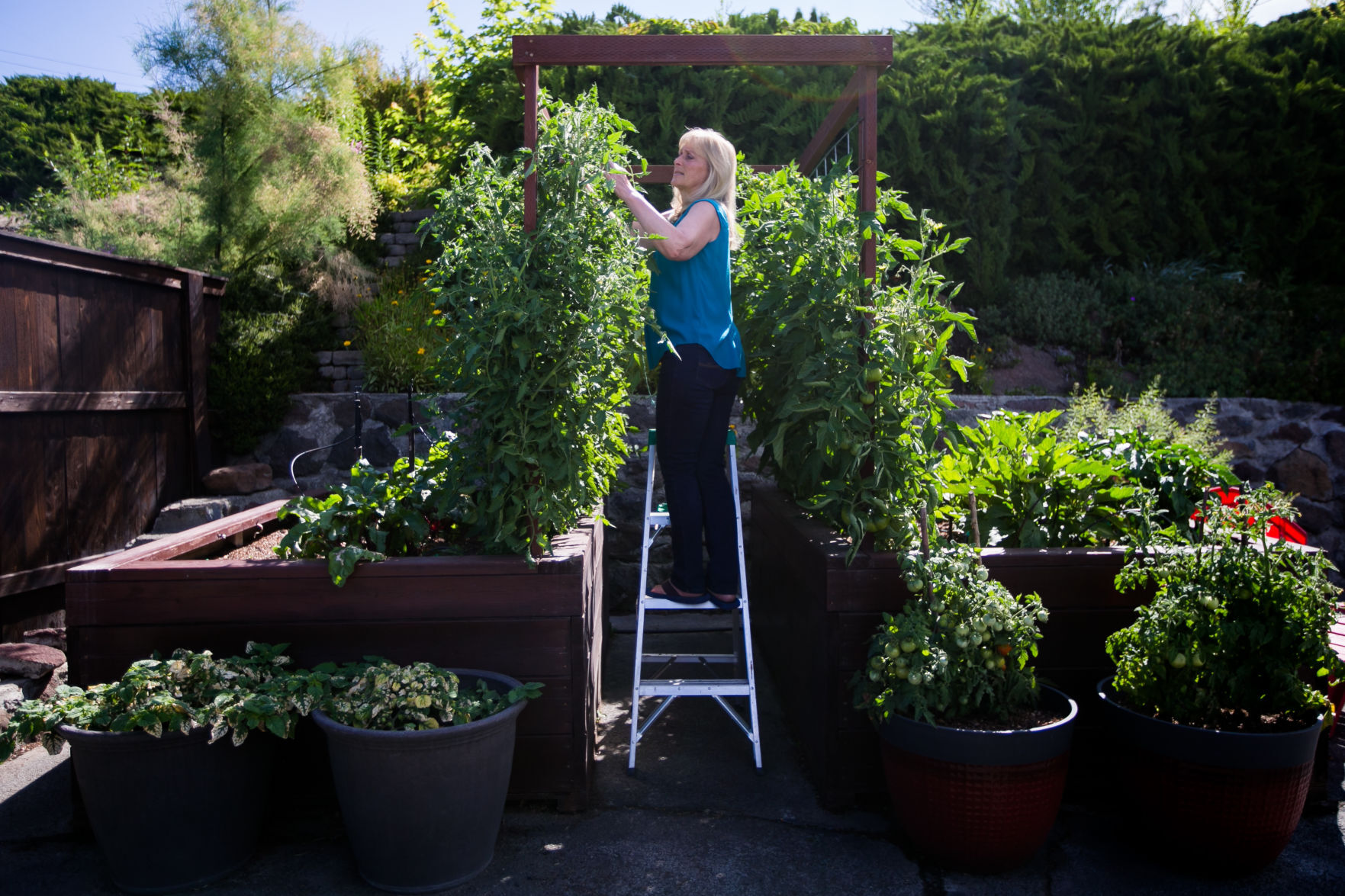 July 15, 2020 | Home garden